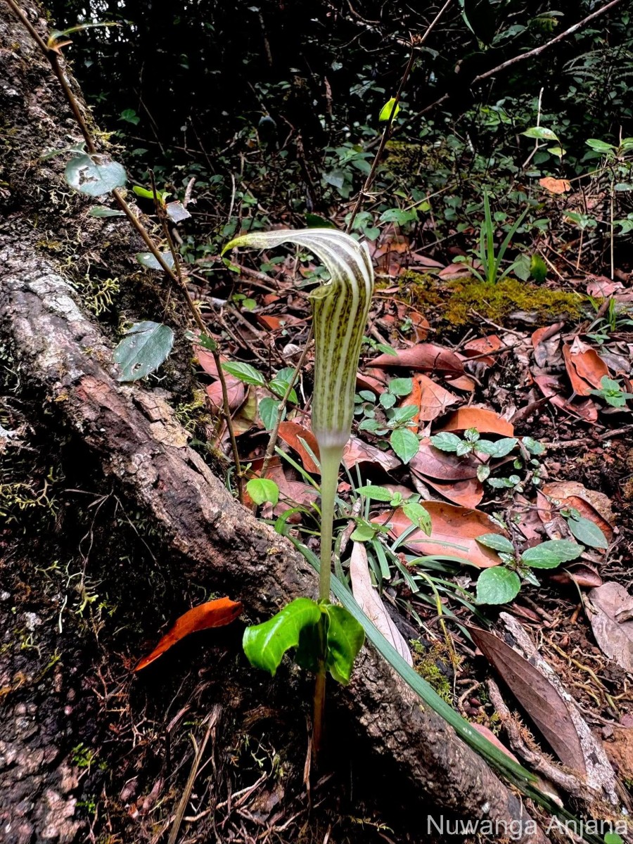 Arisaema leschenaultii Blume